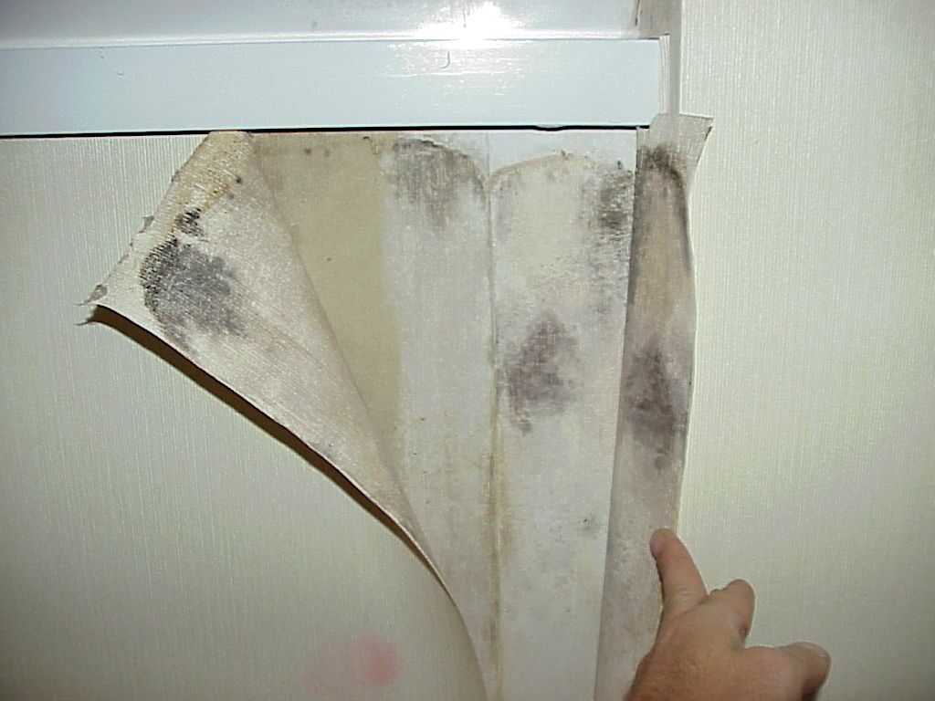 Mold Remediation Mesa Az