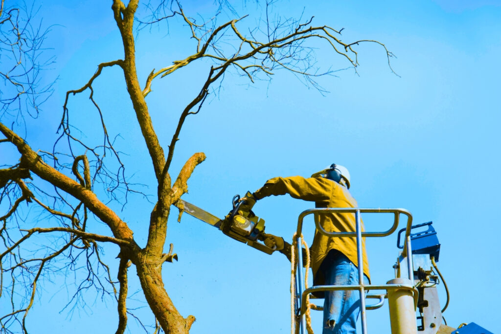24/7 Emergency Tree Response Team